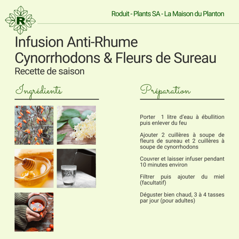 Infusion anti-rhume