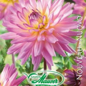 Dahlia-cactus Sabrina