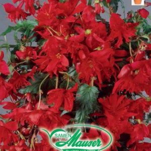 Bégonias Cascade, retombant rouge
