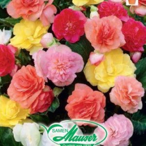 Bégonias tubéreux Non-Stop mélange