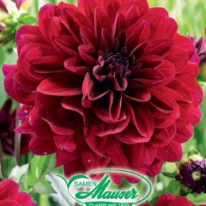 Dahlia Karma® Naomi