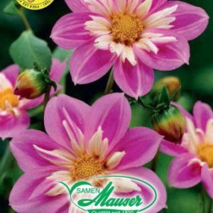Dahlia à collerette Mariposa