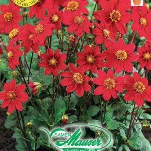 Dahlias Topmix rouge