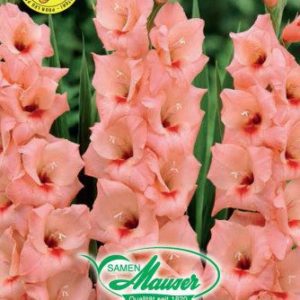 Glaïeuls rose saumon