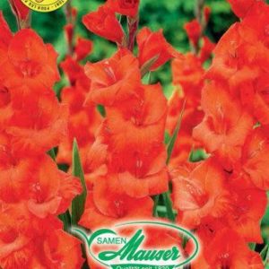 Glaïeuls orange
