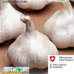 Ail à replanter Printemps 250g