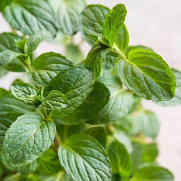 MENTHE REGLISSE – Image 1