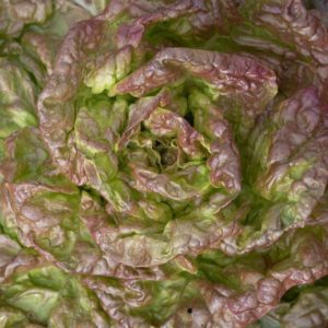 MERVEILLE FONCEE BIO