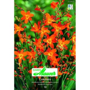 Montbretia crocosmiaeflora (Crocosmia) orange