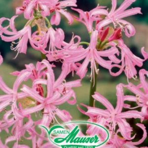Nerine Bowdenii
