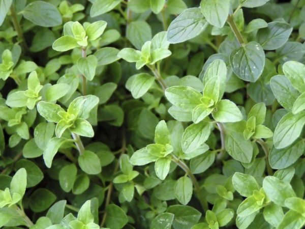 ORIGAN PETITES FEUILLES – Image 1