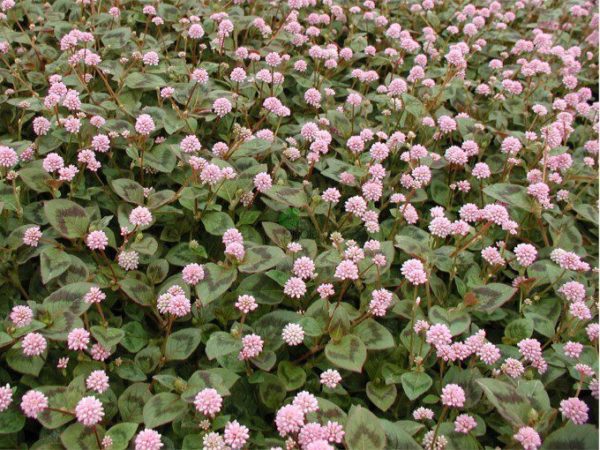 PERSICARIA CAPITATA – Image 1