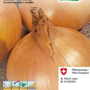 Oignon à replanter de Wädenswiler ZEFA 250g