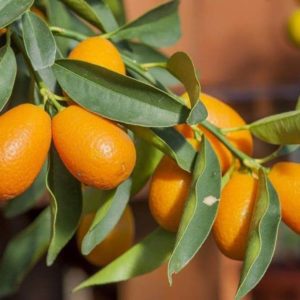 Kumquat ovale