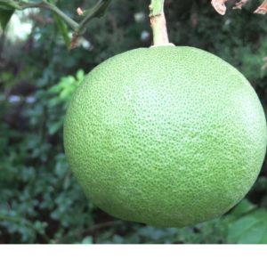 Pamplemousse de Siam