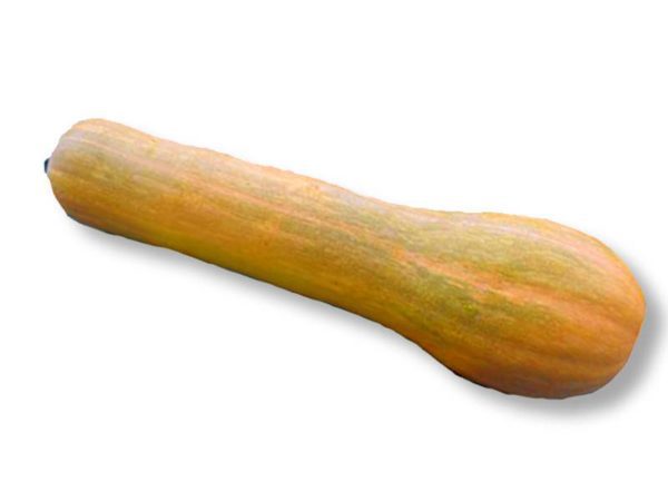 COURGETTE LONGUE NICE – Image 1