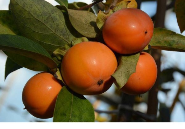 Kaki Early Golden – Image 1