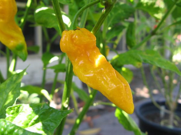 FATALII JAUNE DE SEMIS – Image 1