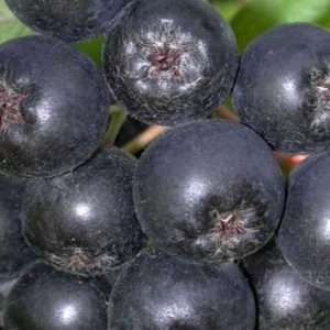 Aronia Viking