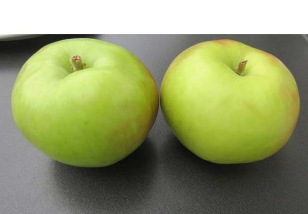 Pommier Gravenstein Rellstab – Image 1