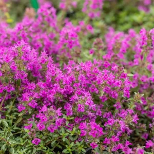 THYM PRAECOX