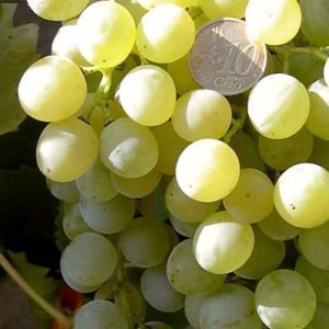 Vigne Muscat Birstaler