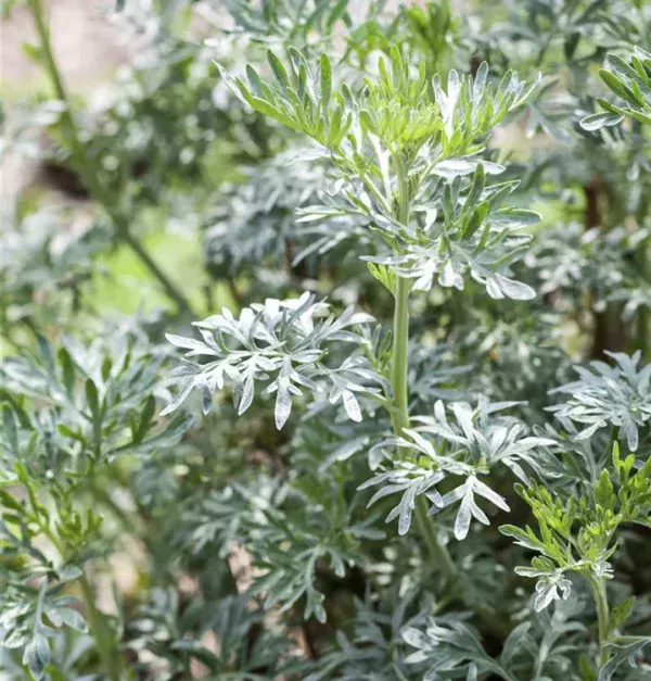ARTEMISIA VULGARIS – Image 1