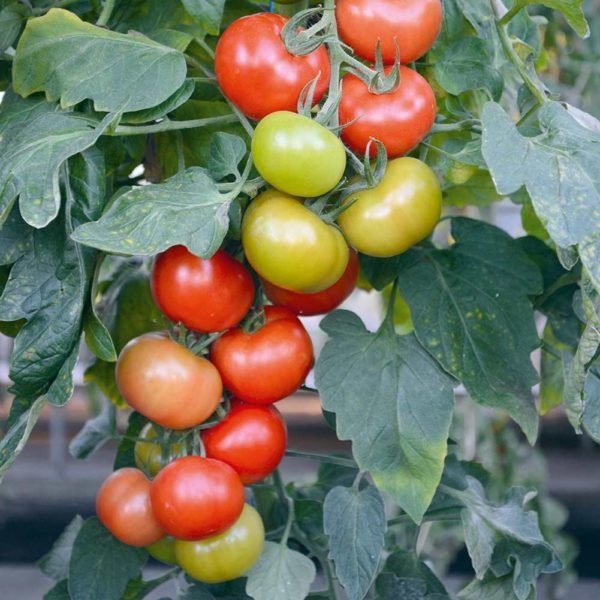 RED TREASURE – Image 1