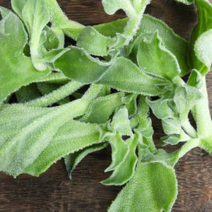 SALADE FICOÏDE GLACIALE