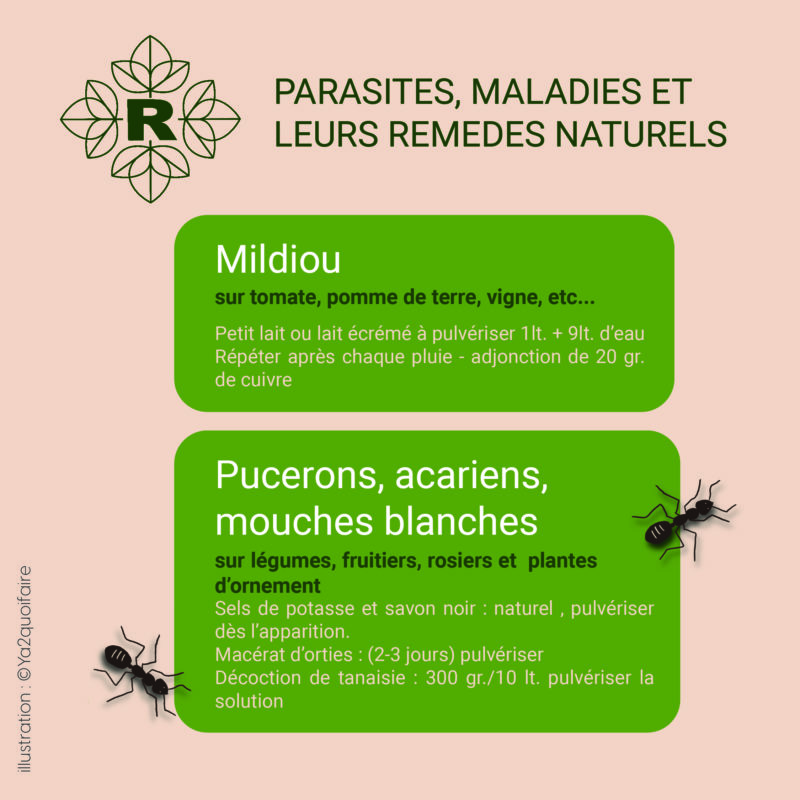 insta mildiou et pucerons_Plan de travail 1