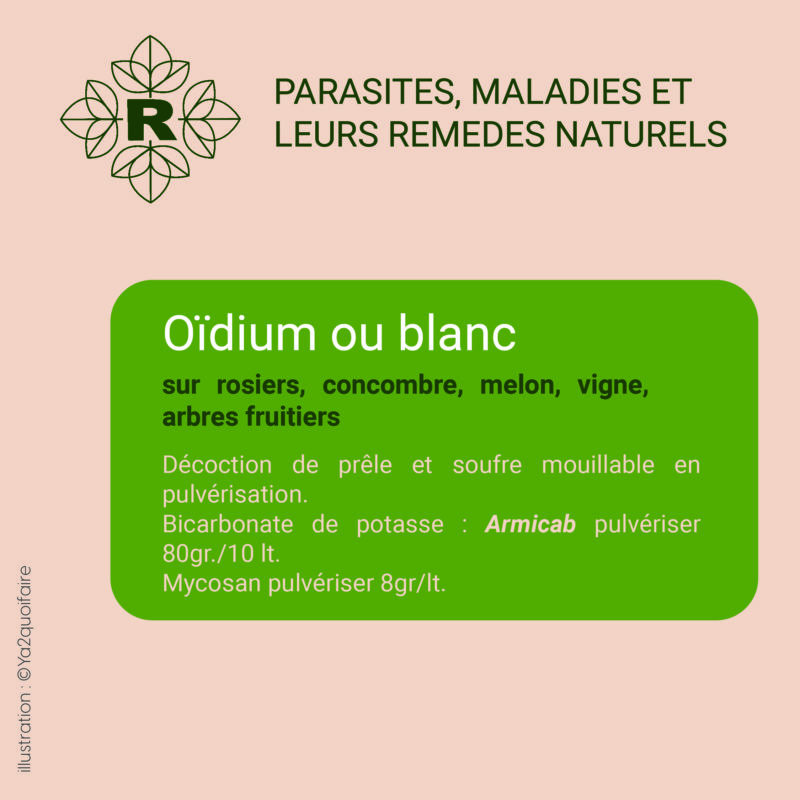 insta oidium_Plan de travail 1