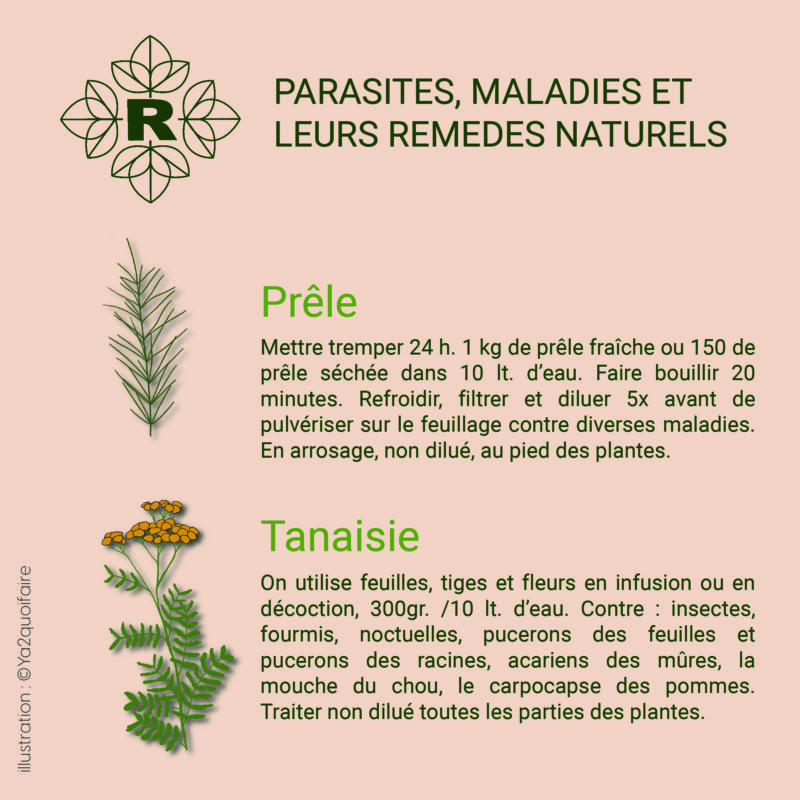 insta prele et tanaisie_Plan de travail 1