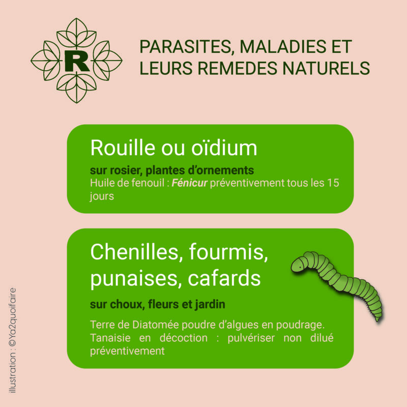 insta rouille chenille_Plan de travail 1