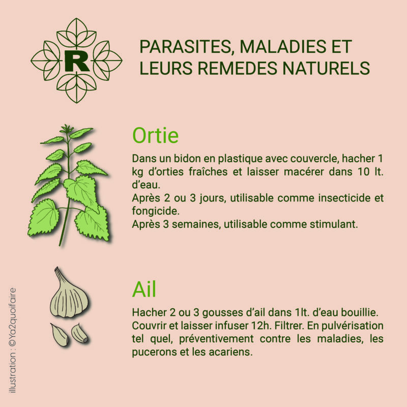 instaortie et ail_Plan de travail 1