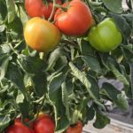 TOMATE DEDUSHKA GREFFE