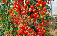 Tomate Fontana Rossa greffée