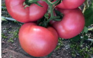 Tomate Honey Moon rose greffée