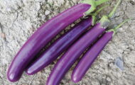 Aubergine Meiwei greffée