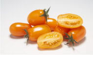 Tomate Datte orange greffée