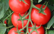 Tomate Phantasia greffée