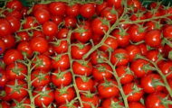 Tomate Philovita greffée