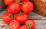 Tomate Oh Happy Day greffée