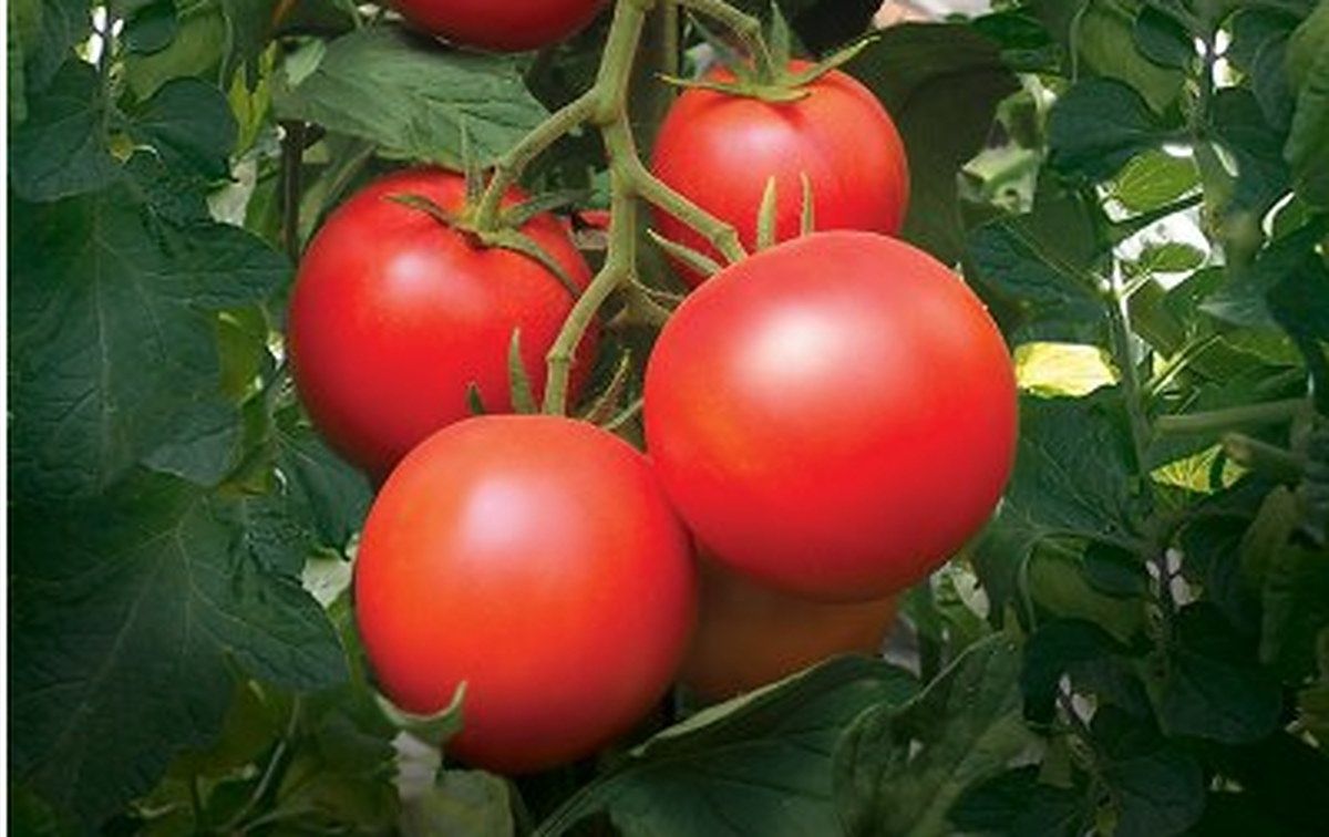 45468 Tomate Paoline greffée – Image 1