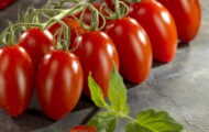 Tomate Mini San Marzano rouge greffée