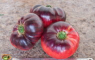 Tomate Indigo Blue Beauty greffée