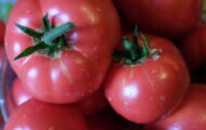 Tomate Rose de Berne greffée