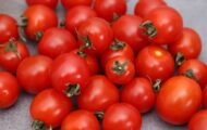 Tomate Cherry rouge greffée