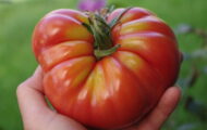 Tomate Marmande rouge greffée