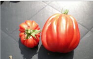 Tomate Cœur de Bœuf Liguria greffée