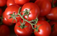 Tomate Grappe greffée